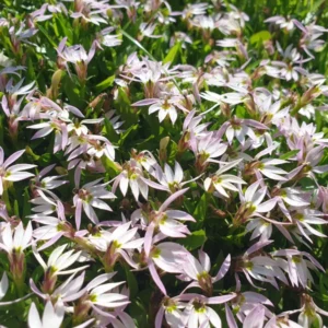 lobelia chinensis