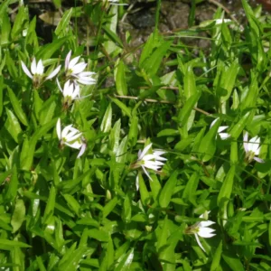 lobelia chinensis