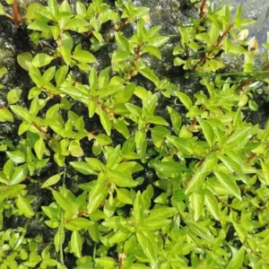 ludwigia palustris porracchia dei fossi