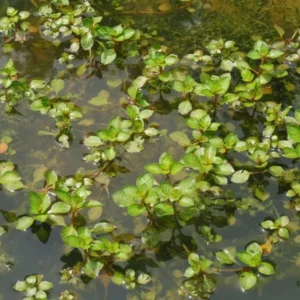 ludwigia palustris porracchia dei fossi