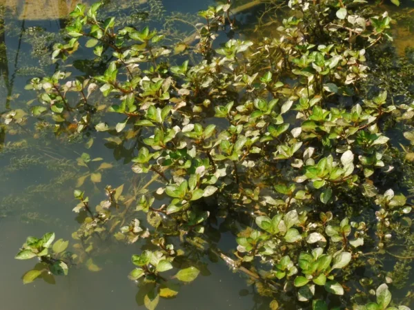 ludwigia palustris porracchia dei fossi