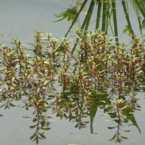 ludwigia repens rubin