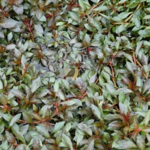 ludwigia repens rubin