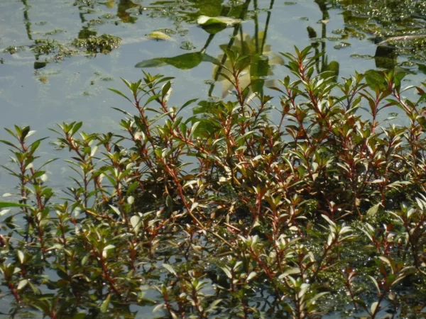 ludwigia repens rubin