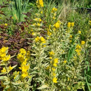 lysimachia punctata alexander