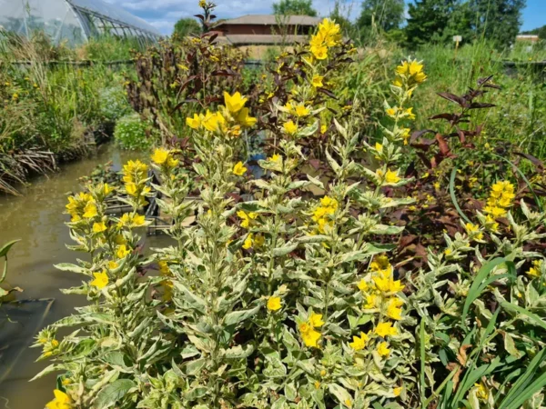 lysimachia punctata alexander