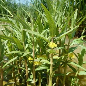 lysimachia thyrsiflora mazza d'oro tirsiflora
