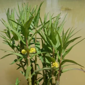 lysimachia thyrsiflora mazza d'oro tirsiflora