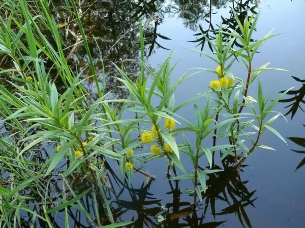 lysimachia thyrsiflora mazza d'oro tirsiflora