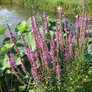 lythrum salicaria