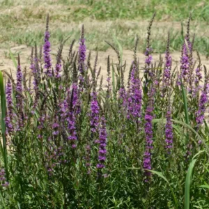 lythrum salicaria