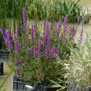 lythrum salicaria