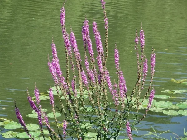 lythrum salicaria