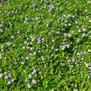 mazus reptans