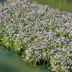 mazus reptans