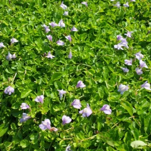 mazus reptans