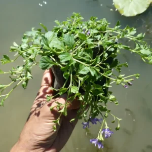 mazus reptans