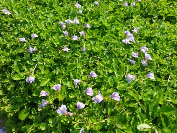 mazus reptans