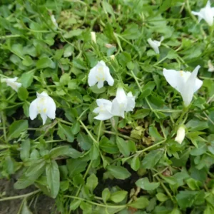 mazus reptans albus