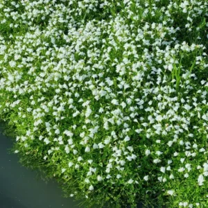 mazus reptans albus