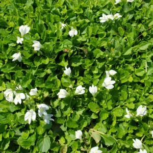 mazus reptans albus