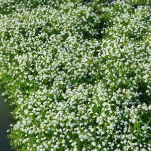 mazus reptans albus