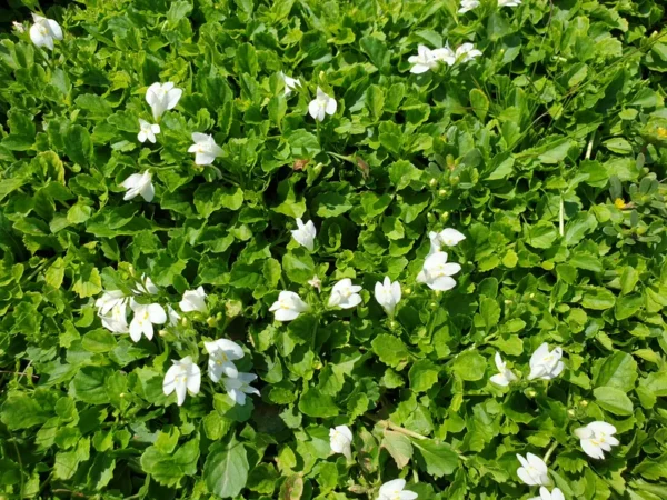 mazus reptans albus