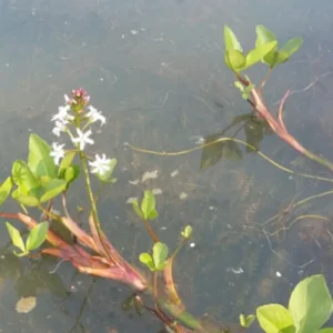 menyanthes trifoliata trifoglio d'acqua