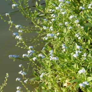 myosotis palustris