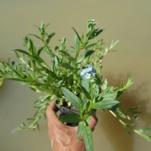 myosotis palustris