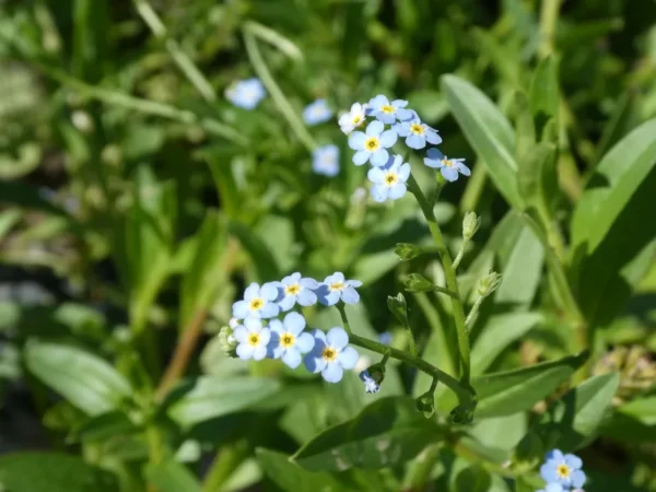 myosotis palustris