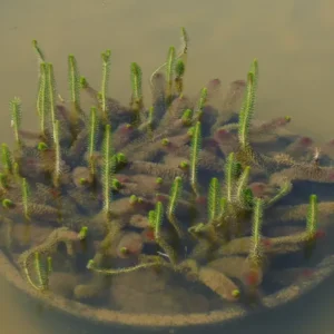 myriophyllum crispatum