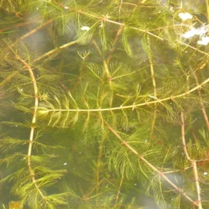 myriophyllum spicatum millefoglio d'acqua comune