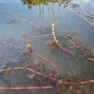 myriophyllum spicatum millefoglio d'acqua comune