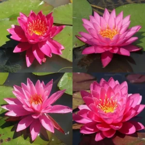 ninfee fuchsia