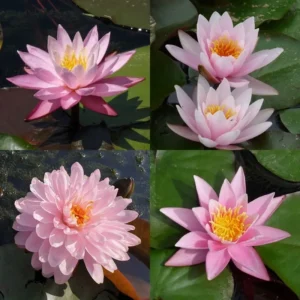 ninfee rosa