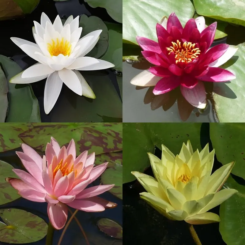 20 Semi Di Loto E Ninfee - Piante Acquatiche Per Laghetto O Vaso - Foto 9