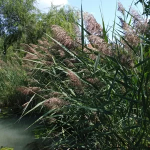 phragmites australis cannuccia di palude