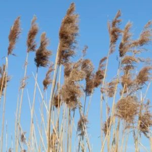 phragmites australis cannuccia di palude