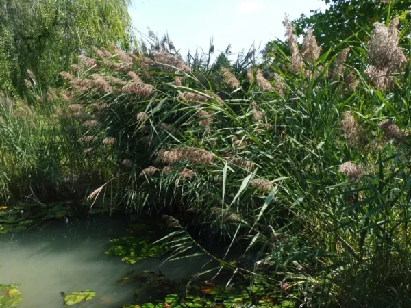 phragmites australis cannuccia di palude