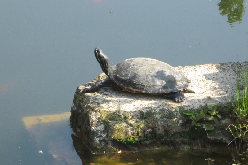 piante acquatiche e tartarughe nel laghetto