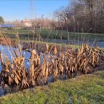 piante acquatiche in inverno