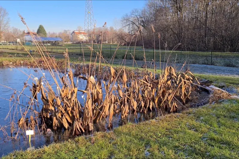 piante acquatiche in inverno