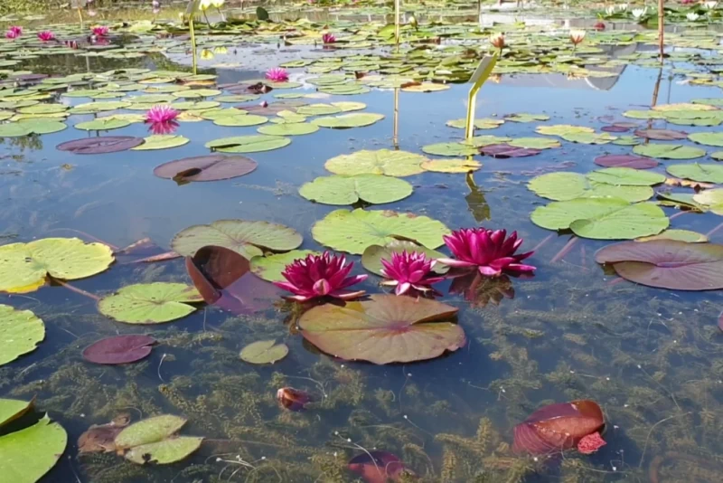 piante acquatiche senza sporcare l'acqua del laghetto