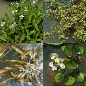 Piante da acquario
