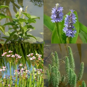 Piante palustri