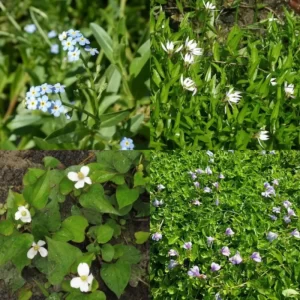 Piante per terreno umido