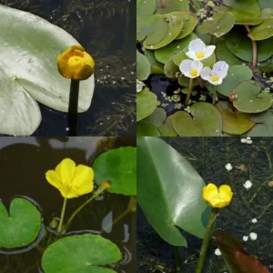 Piante acquatiche simili a ninfee