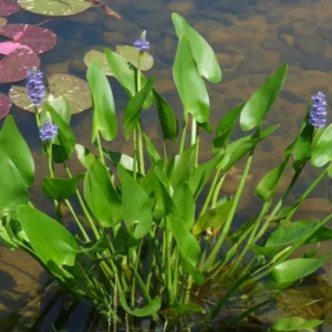 pontederia cordata