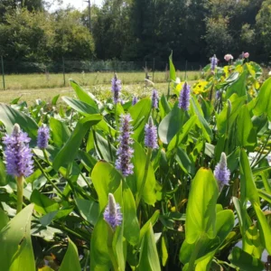 pontederia cordata